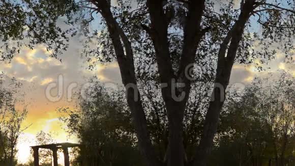 日落时花园的无缝树木视频的预览图