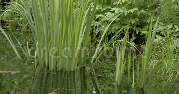 沼泽地上的黄色鸢尾草4KFS700奥德赛7Q视频的预览图