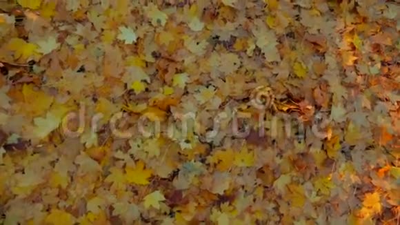 秋天地上有许多黄叶视频的预览图