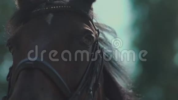 马的眼睛一匹马马在慢动作中眨眼视频的预览图