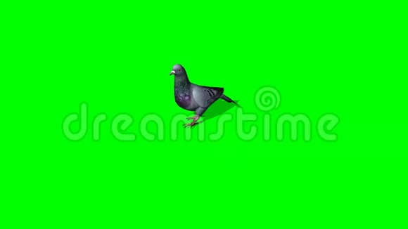 鸽子去3个不同的视图绿色屏幕视频的预览图