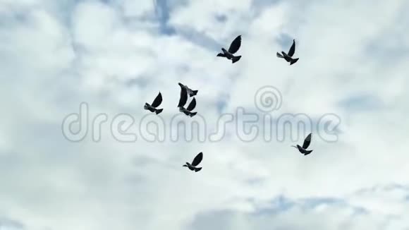 小群鸽子在天空中飞翔绿色的屏幕视频的预览图