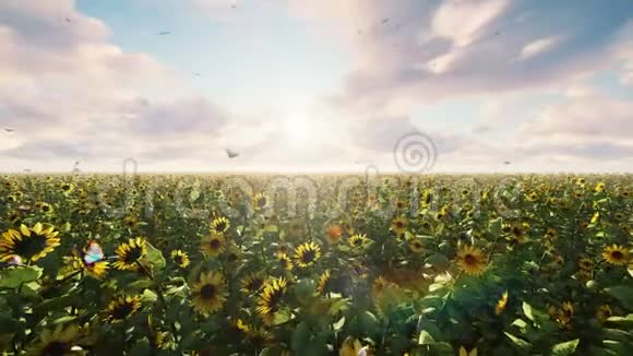日出时田野里美丽的向日葵夏天有向日葵蝴蝶和昆虫的田野视频的预览图