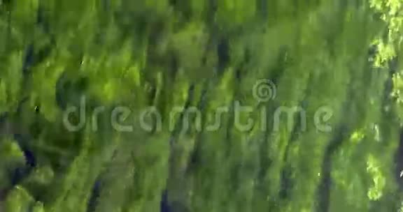 有水生植物的河流诺曼底视频的预览图
