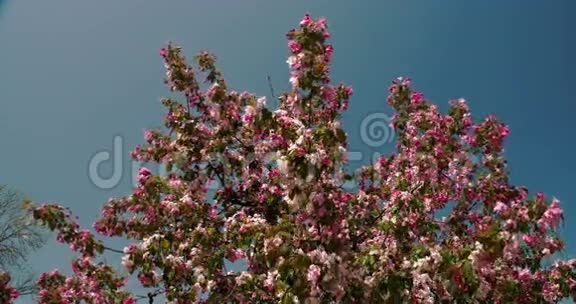 樱花盛开的植物在微风中摇曳视频的预览图