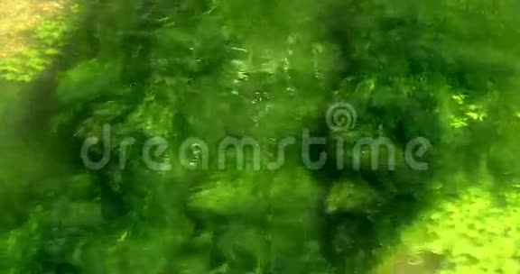 有水生植物的河流诺曼底视频的预览图