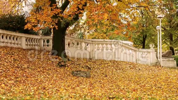 秋天的树有五颜六色的叶子视频的预览图