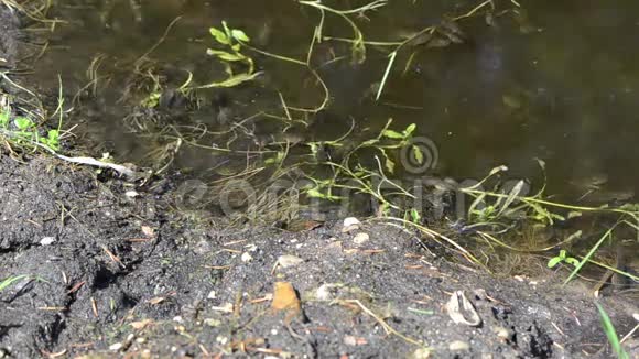 小黑蝌蚪成群结队地挤在岸边视频的预览图