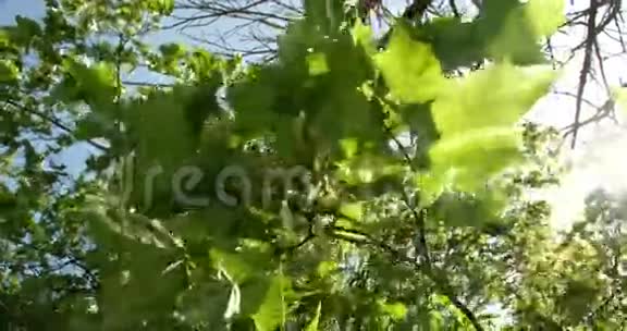 绿叶枫树4KFS700奥德赛7Q视频的预览图