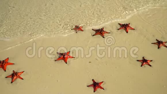 如果一只红色海星躺在海滩上请看特写热带白色沙滩清澈的水中有红色海星慢封存福视频的预览图