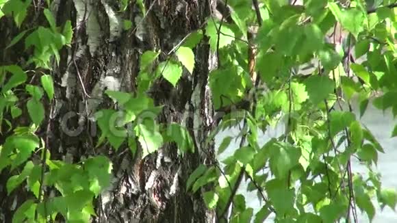 桦树和树叶的树干视频的预览图