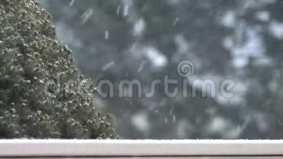 冬季暴风雪背景为常绿树视频的预览图