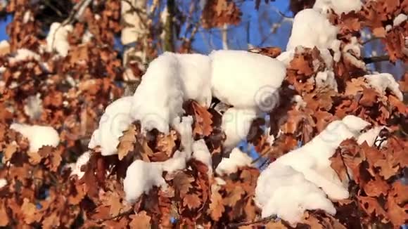 雪下的黄橡树叶子视频的预览图