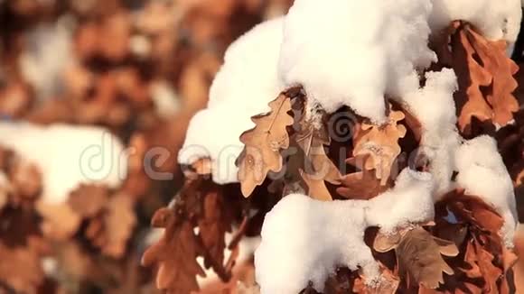 雪下的黄橡树叶子视频的预览图