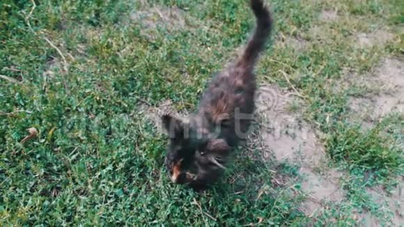 草地上肮脏的三色毛茸茸的流浪小猫视频的预览图