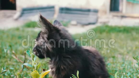 草地上肮脏的三色毛茸茸的流浪小猫视频的预览图
