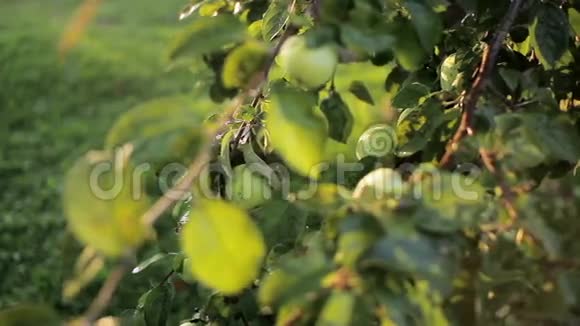 红色和绿色的苹果挂在苹果的树枝上独立收获园菜移动摄像机视频的预览图