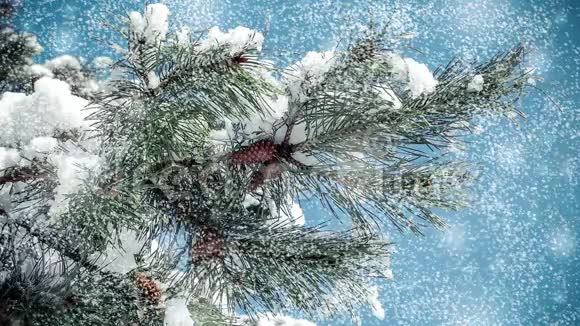 松枝带锥带落雪视频的预览图