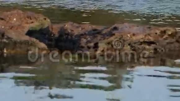 夏天日出时鸭子在湖中游泳特写镜头敖德萨视频的预览图