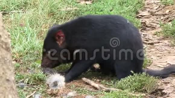 塔斯马尼亚魔鬼吃袋鼠视频的预览图
