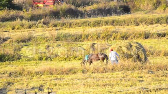 农民用手推车手动装载稻草视频的预览图