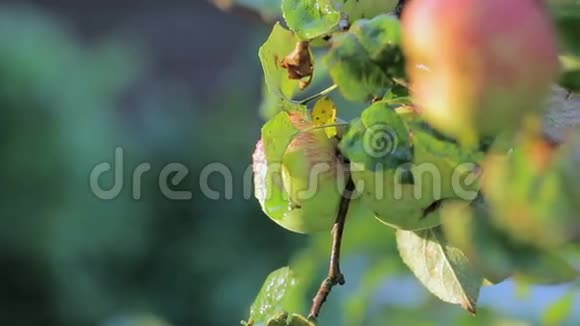 红色和绿色的苹果挂在苹果的树枝上独立收获园菜移动摄像机视频的预览图