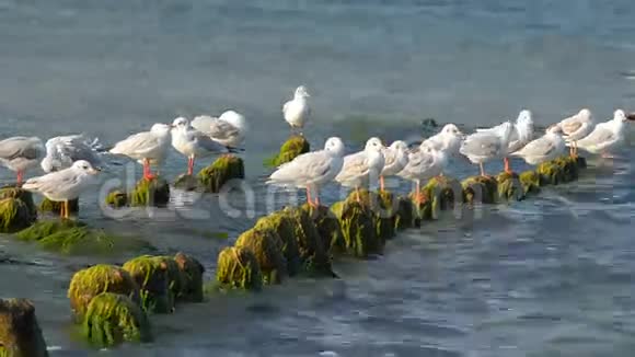 海鸥在防波堤上争夺一席之地视频的预览图
