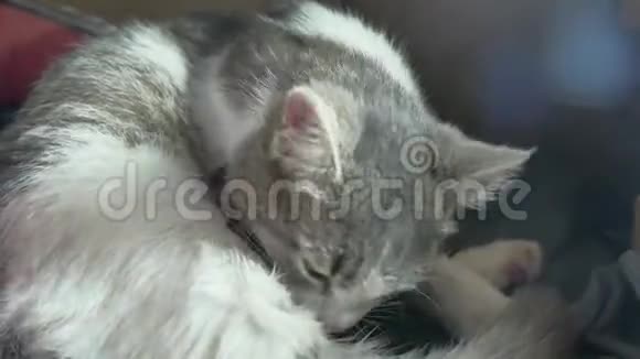 母亲蓬松的猫怀孕分娩和新生婴儿生活方式小猫喝牛奶从他们的母亲乳房猫视频的预览图