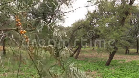 沙棘树枝黄色浆果随风移动视频的预览图