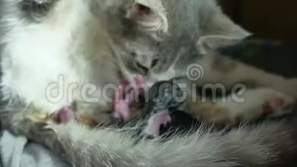母亲绒毛猫怀孕分娩和新生婴儿小猫喝牛奶从他们的母亲乳房生活方式猫视频的预览图