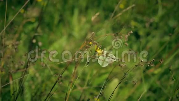 灰蝶从黄花飞下来视频的预览图