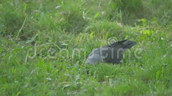 欧洲乌鸦乌鸦在夏草上捉鸦乌鸦沿着草地散步寻找食物慢动作视频鸟鸟视频的预览图