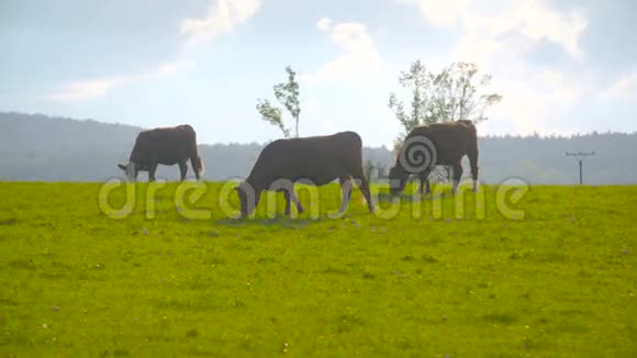 深红牛牛放牧视频的预览图