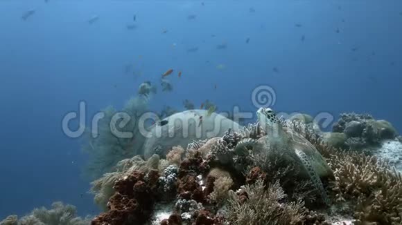 绿海龟在珊瑚礁上视频的预览图