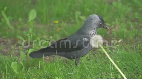欧洲乌鸦乌鸦在夏草上捉鸦乌鸦沿着草地散步寻找食物慢动作视频视频的预览图