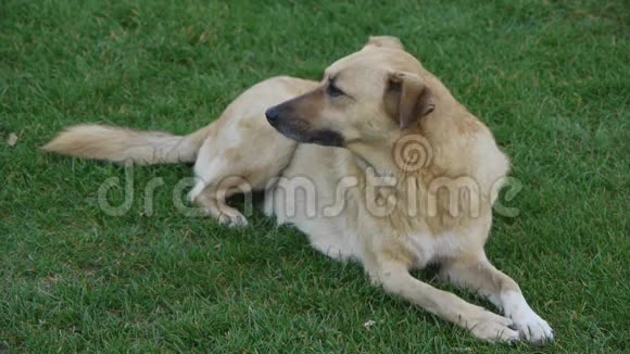 一只可爱的狗坐在草地上环顾四周视频的预览图