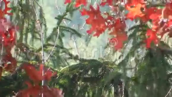 阿巴拉契亚秋红橡树叶绿湿雪松树视频的预览图