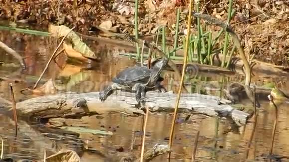 成人彩绘龟岩太阳沐浴在潘达帕斯池塘公园VA视频的预览图