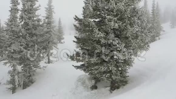 雪覆盖松树在雪的天气在滑雪山缓慢运动1920x1080视频的预览图
