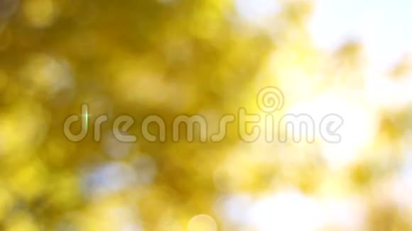秋季毛榉树上的黄落叶视频的预览图