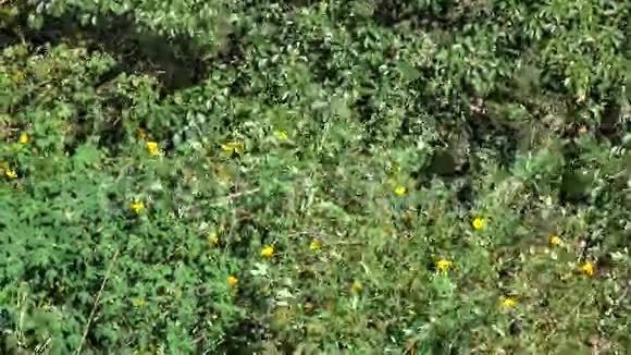 森林中的野生雏菊花视频的预览图