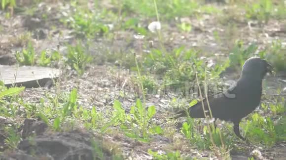 欧洲乌鸦乌鸦在夏草上捉鸦乌鸦沿着草地散步寻找食物慢生活方式运动视频视频的预览图