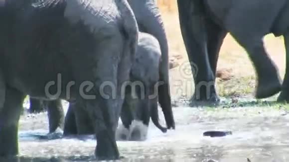 非洲大象宝宝在水里玩视频的预览图