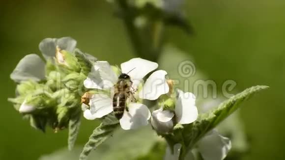 有花的棉花黄药用植物视频的预览图