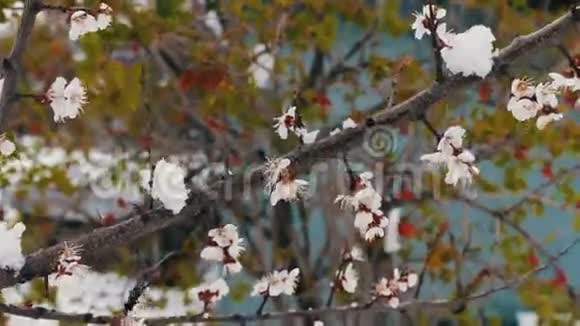 罕见的现象春天的雪雪落在上面的盛开的苹果树的枝花上的雪气候变化视频的预览图