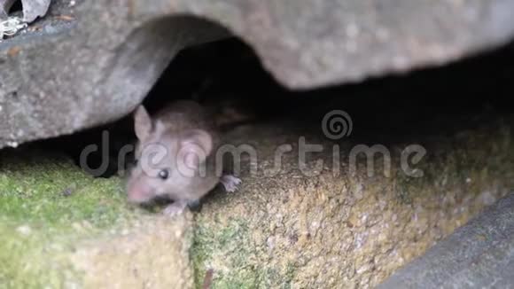老鼠从废弃的食物中喂食视频的预览图
