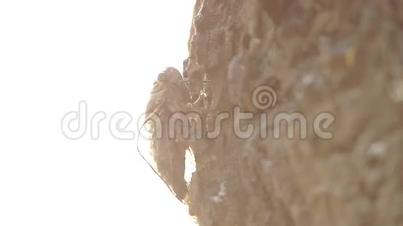 蝉爬树皮视频的预览图