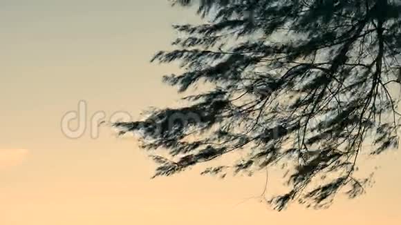 海滩上的松树背景为海天一色的松树枝傍晚泰国恰姆视频的预览图