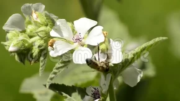 有花的棉花黄药用植物视频的预览图