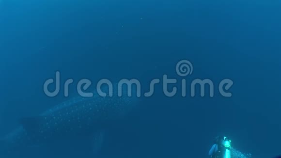 大型鲸鲨世界上最大的鱼水下视频视频的预览图